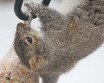 GraySquirrel33.jpg