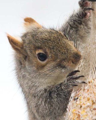 GraySquirrel34.jpg