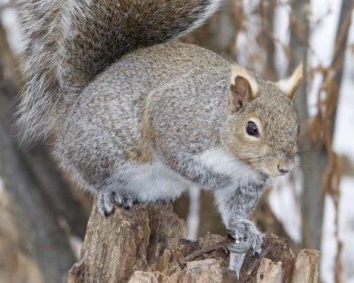 GraySquirrel39R.jpg