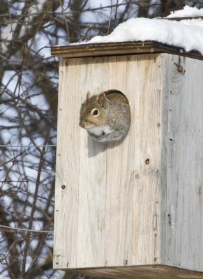GraySquirrel42R.jpg