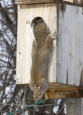 GraySquirrel43R.jpg