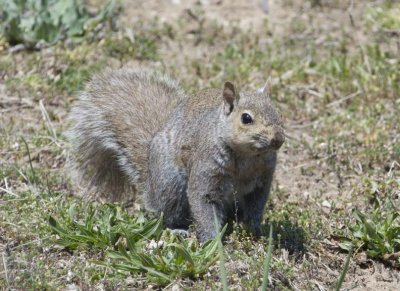 GraySquirrel44R.jpg