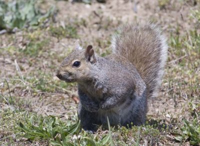GraySquirrel45R.jpg