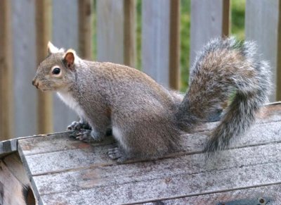 GraySquirrel50.jpg