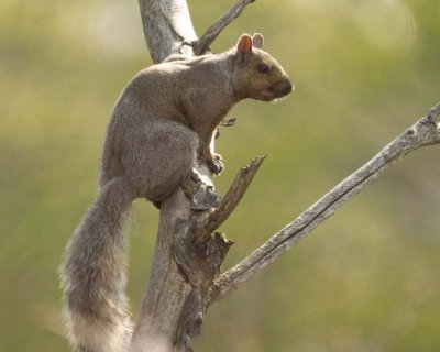 GraySquirrel60.jpg