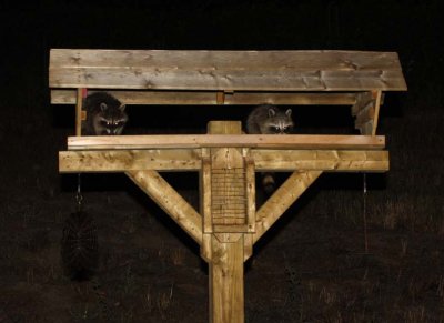 Raccoon102.jpg