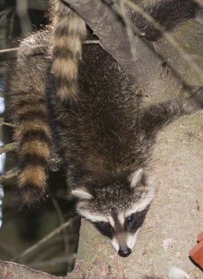 Raccoon112.jpg