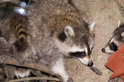 Raccoon116.jpg