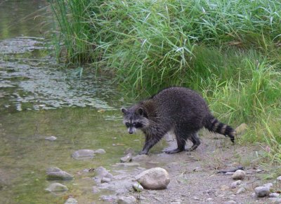 Raccoon119.jpg