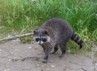 Raccoon120.jpg
