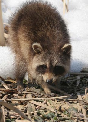 Raccoon129.jpg