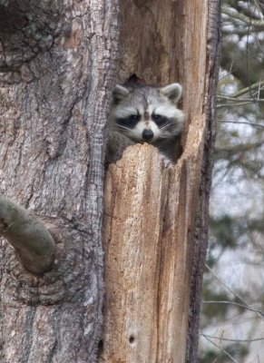 Raccoon130.jpg