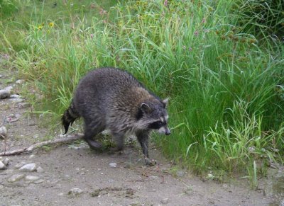 Raccoon75.jpg