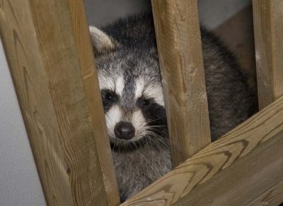 Raccoon81R.jpg