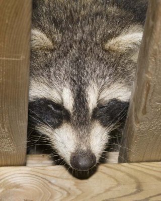 Raccoon82R.jpg