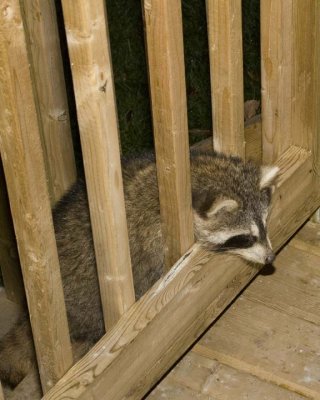 Raccoon84R.jpg