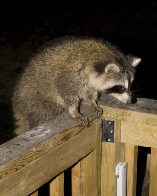 Raccoon86R.jpg