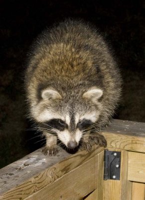 Raccoon87R.jpg