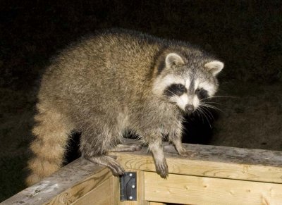 Raccoon88R.jpg