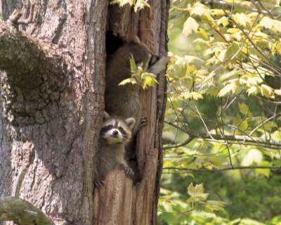 Racoon46.jpg