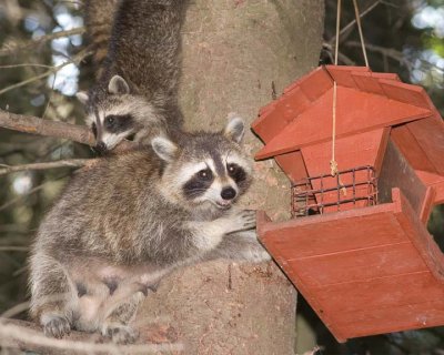 Racoon66R.jpg