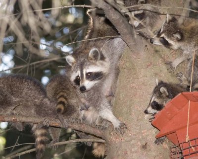 Racoon68R.jpg