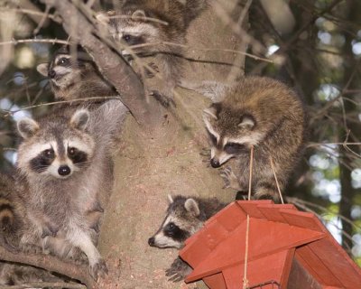 Racoon69R.jpg