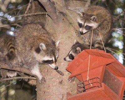 Racoon70R.jpg