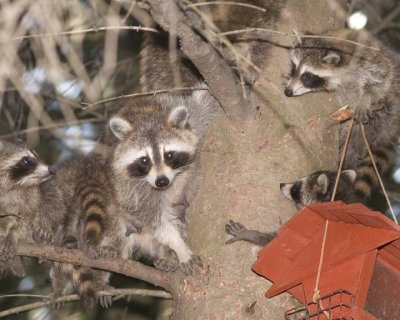 Racoon72R.jpg