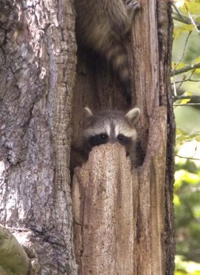 Racoon94.jpg