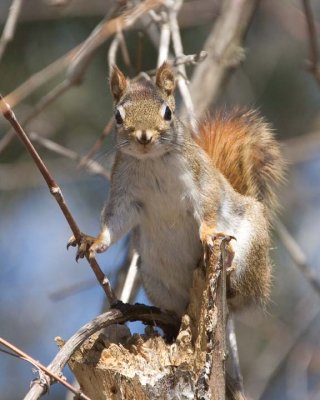 RedSquirrel13.jpg