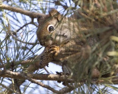 RedSquirrel18.jpg