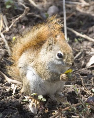 RedSquirrel21.jpg