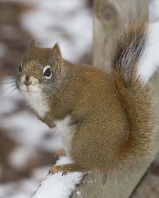 RedSquirrel23.jpg