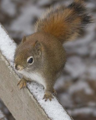 RedSquirrel24.jpg
