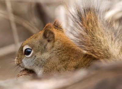 RedSquirrel29.jpg