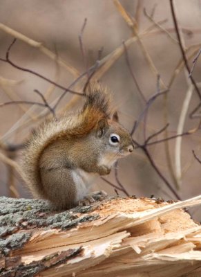 RedSquirrel31.jpg
