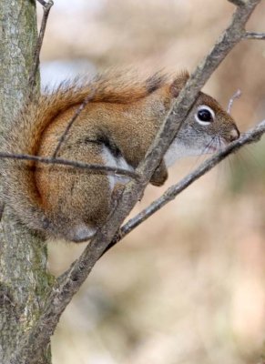 RedSquirrel32.jpg