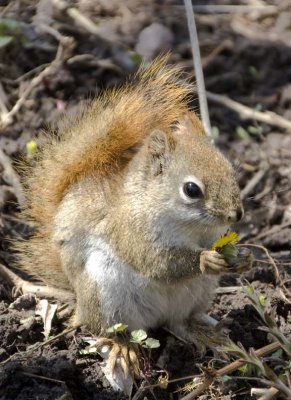 RedSquirrel33.jpg