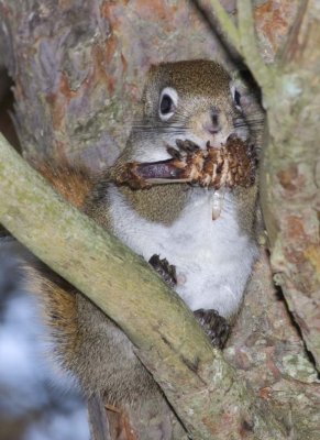 RedSquirrel35R.jpg