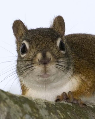 RedSquirrel46.jpg