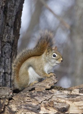 RedSquirrel47.jpg