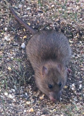 FieldMouse6.jpg