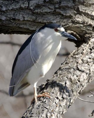 BlackCrownedNightHeron43R.jpg