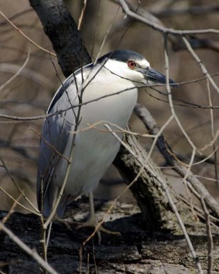 BlackCrownedNightHeron56R.jpg