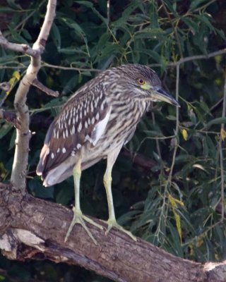 BlackCrownedNightHeron63.jpg