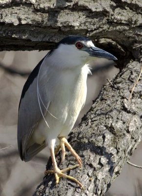 BlackCrownedNightHeron69.jpg