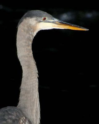 GreatBlueHeron138.jpg