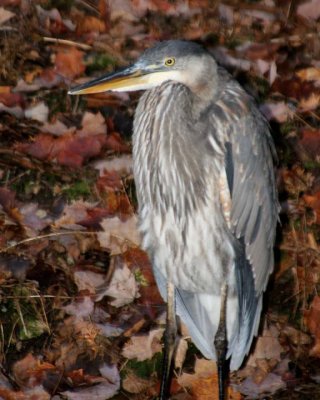 GreatBlueHeron144.jpg