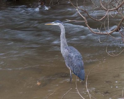 GreatBlueHeron159.jpg